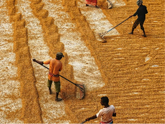 The Rise of Millets: India’s Ancient Grain in the Global Spotlight