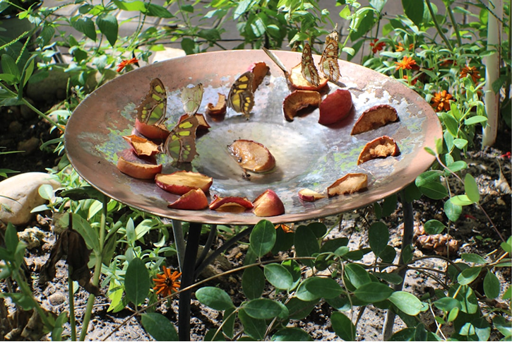 Butterflies on fruit
